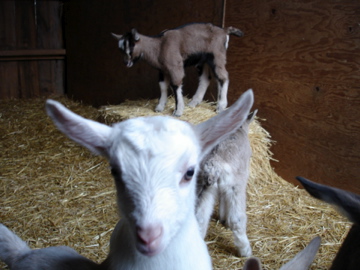 Baby Goats are Playful