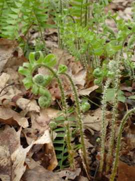 Fiddleheads open into ferns