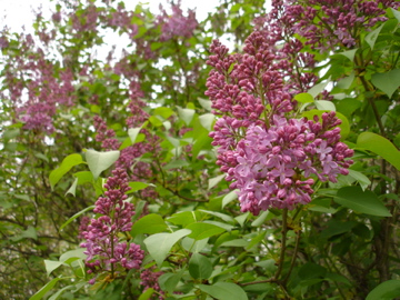 Lilacs