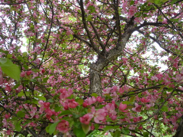 I want to live in here