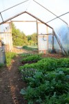 greens in the greenhouse