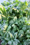 spinach bolting