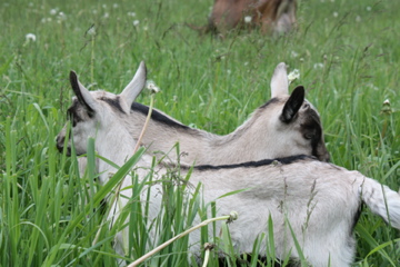 keeping each other company