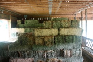 stacking alfalfa