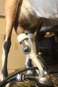 milking goat milking goat