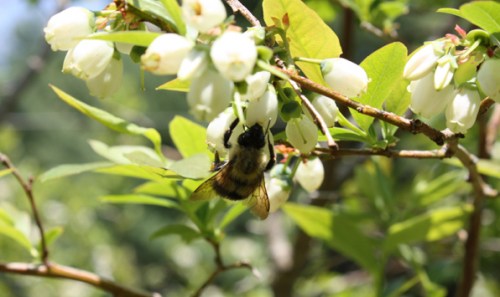 Bumble Bees Love the Blossoms Bumble Bees Love the Blossoms