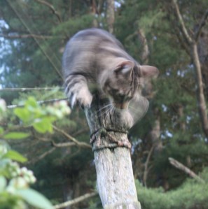 Oliver in Motion Oliver in Motion