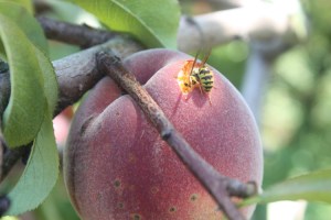 bee on peach