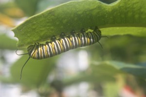 caterpillar