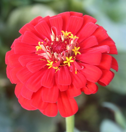 red zinnia