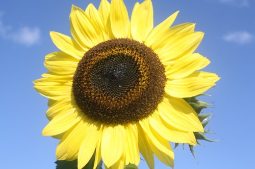 sunflower in the sky