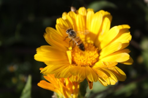 bee on calendula