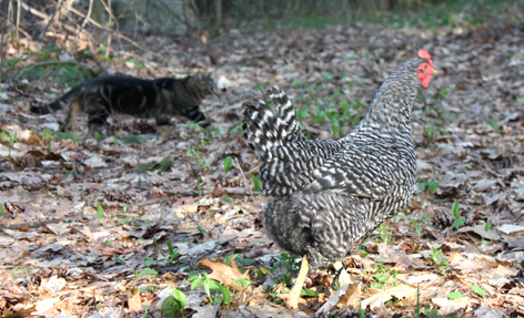 Oliver gets acquainted with the ladies