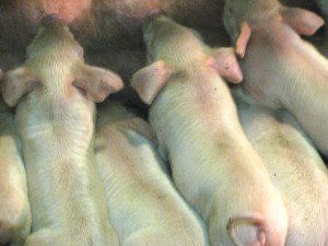 pigs nursing