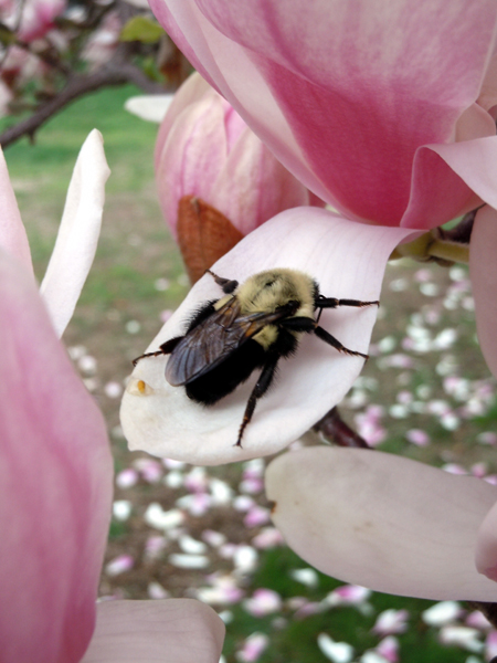 bumble bee on petal