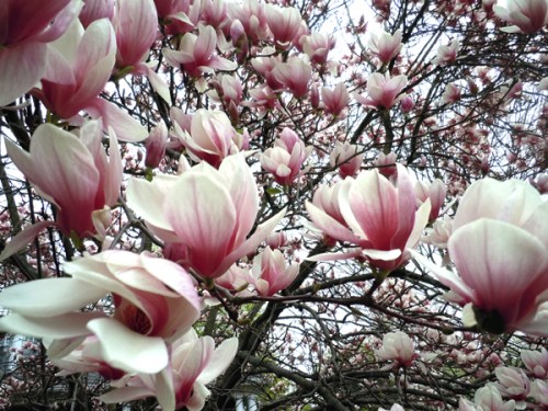 magnolias