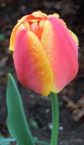 sunrise tulip