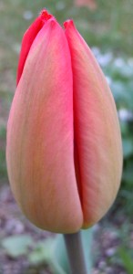 tulip fertility