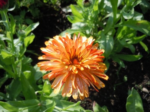 calendula