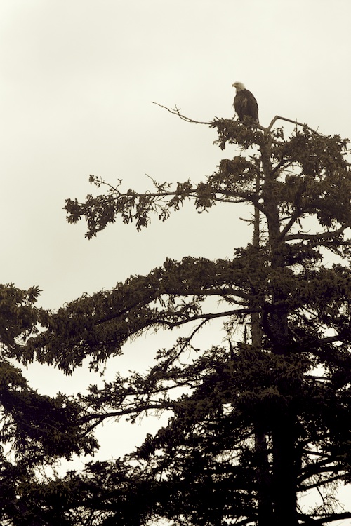 bald eagle