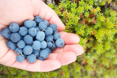 blueberries