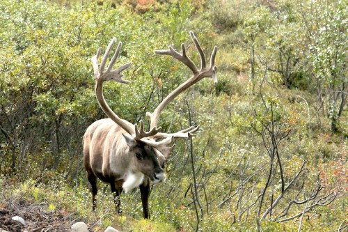 caribou