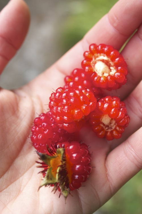 salmon berries