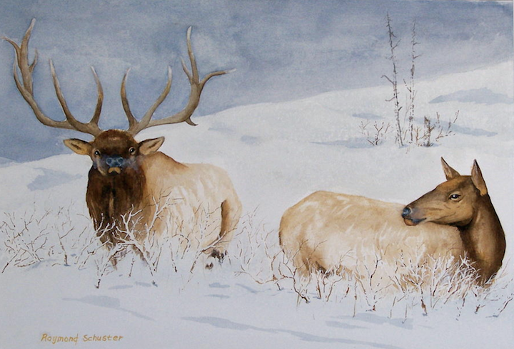 Elk Colour